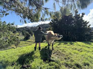 Una persona, de pie sobre la hierba verde, acaricia a una vaca parda bajo la sombra de altos árboles. El fondo muestra colinas, árboles y un cielo azul brillante.