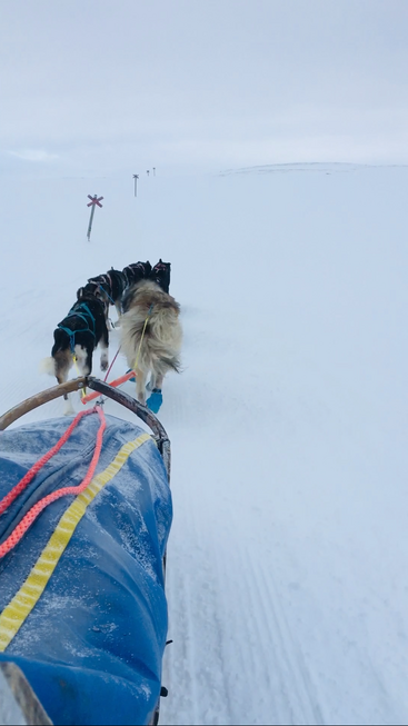 A team of huskies pulls a sled across a snowy, open landscape. The sky is overcast, with trail markers visible in the distance. Pure adventure.