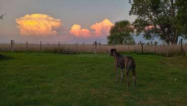 The image depicts a serene scene of a dog standing in a grassy area, with a fence visible in the background, evoking a sense of tranquility and peacefulness.