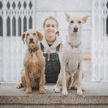 The image features two dogs sitting on stone steps with a person kneeling behind them, set against a white building with decorative metal gates.
