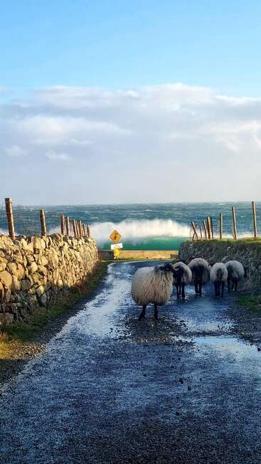 Sheep stand on a wet country road between stone walls, facing the ocean with waves crashing, under a blue sky with scattered clouds. A warning sign appears.