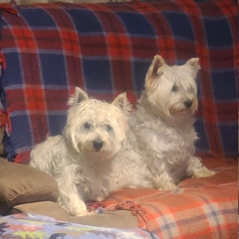 Two fluffy white dogs are sitting close together on a couch covered with a cozy red, blue, and orange plaid blanket, looking relaxed and content.