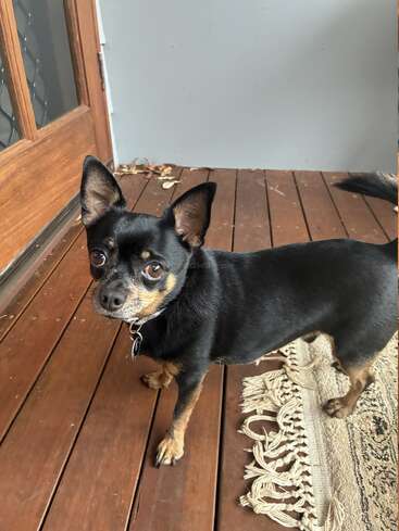 Um cachorrinho preto e castanho está em um deck de madeira ao lado de um tapete tecido castanho, olhando para cima com curiosidade, com seus olhos grandes e orelhas atentas.