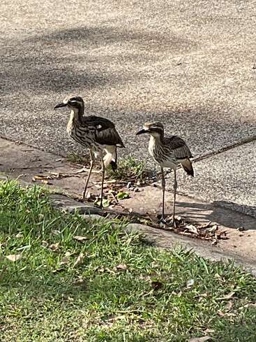 Zwei große Vögel mit langen Beinen stehen nebeneinander am Rand eines Gehwegs. Ihre Federn sind braun und weiß gemustert. Das Sonnenlicht wirft sanfte Schatten.