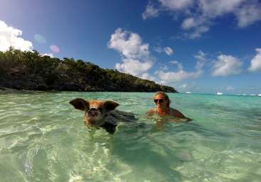 A imagem mostra uma cena serena de um grupo de porcos nadando no oceano, com algumas pessoas na margem, cercadas por um corpo de água tranquilo.