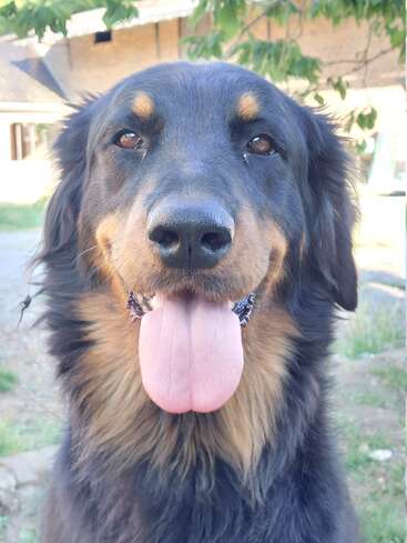 A happy black and tan dog sits outdoors, facing the camera with its tongue out, looking friendly and joyful, with greenery and a building in the background.