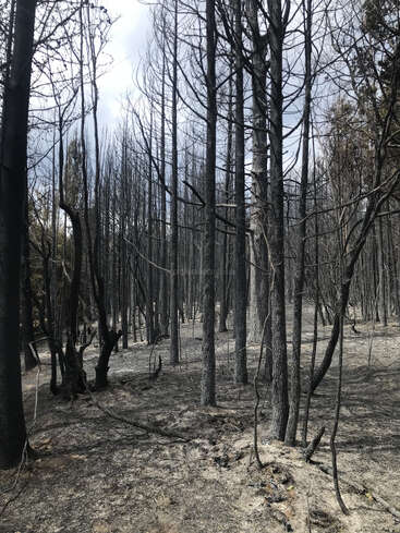 Esta imagem mostra uma floresta de árvores altas e carbonizadas com galhos nus. O solo está coberto de cinzas e detritos, o que indica que houve um incêndio florestal recente.