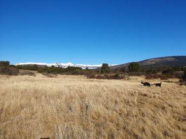 De l'herbe dorée recouvre un vaste champ sous un ciel bleu clair. Deux cerfs se promènent librement, avec des montagnes enneigées et des arbres verts en arrière-plan.