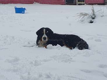 Un grand chien noir, blanc et brun est couché dans la neige profonde, entouré d'un paysage hivernal avec un seau bleu et un bâtiment rose à proximité.