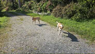 Dois cães estão passeando por um caminho de cascalho, cercados por arbustos verdes exuberantes e pela luz do sol, aproveitando um ambiente tranquilo ao ar livre num dia claro e ensolarado.