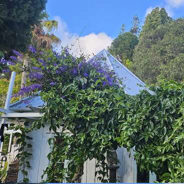 Uma charmosa casa branca com telhado de zinco está cercada por trepadeiras verdejantes e lindas flores roxas, emoldurada por árvores altas sob um céu azul.