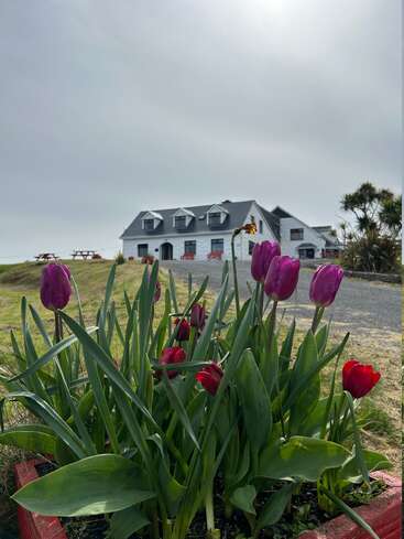 La imagen muestra una serena escena de una casa blanca con tejado gris, rodeada de un frondoso césped verde y vibrantes tulipanes morados en una maceta roja.
