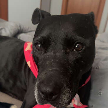 Primer plano de un perro negro de ojos conmovedores, con un pañuelo rojo y rosa, tumbado en una acogedora cama con un fondo suave.