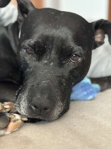 Um close-up de um cachorro preto com olhos cheios de alma, deitado em uma superfície macia, relaxando confortavelmente com um brinquedo azul parcialmente visível ao fundo.