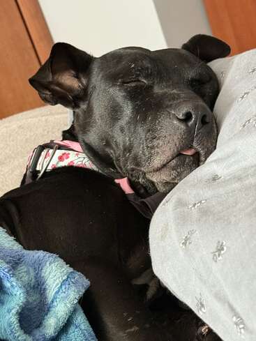 Um cão preto usando uma coleira floral dorme tranquilamente em um travesseiro, com a língua levemente para fora, cercado por cobertores aconchegantes em um ambiente quente e confortável.