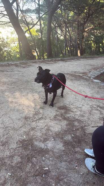 Um cachorro preto com uma coleira vermelha está em um caminho de terra em uma área arborizada. A luz do sol passa por entre as árvores e alguém se senta perto de você.