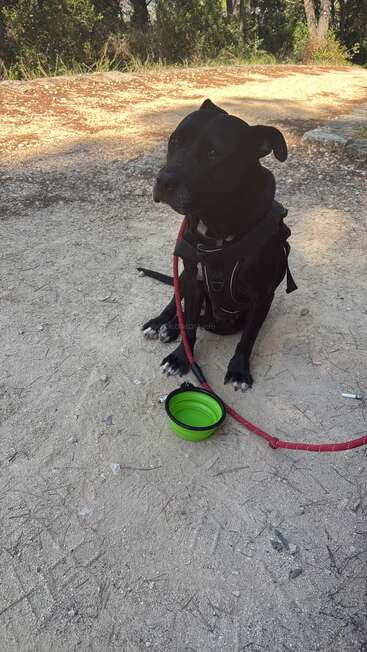 Um cão preto com uma mancha branca senta-se em uma trilha de terra, usando um arreio e uma coleira vermelha, ao lado de uma tigela de água dobrável verde, ao ar livre.