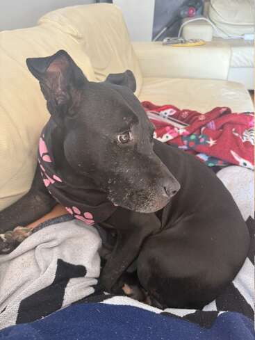 Um cachorro preto com uma coleira rosa está relaxando em um sofá aconchegante, cercado por cobertores. O cão parece alerta, olhando para os lados.