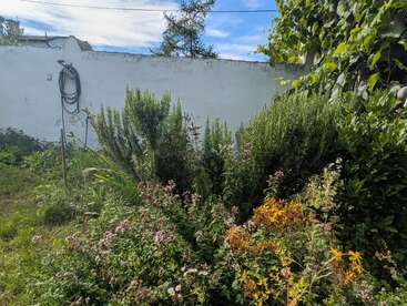 Um jardim exuberante com vegetação abundante e flores coloridas florescendo em frente a uma parede branca, sob um céu azul claro. Uma mangueira está pendurada na parede.