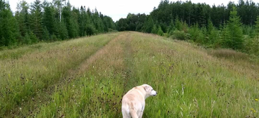 L'image représente un paysage serein avec un chien debout dans un champ d'herbe luxuriante, entouré d'arbres et d'un chemin de terre, avec un ciel nuageux en arrière-plan.
