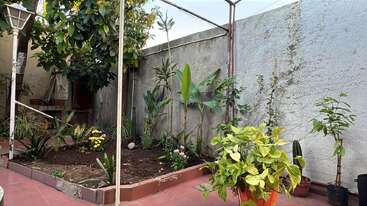 Cette image montre un petit jardin d'arrière-cour avec diverses plantes vertes, des fleurs et des arbres bordés par un patio carrelé en rouge et des murs blancs texturés. Atmosphère paisible.