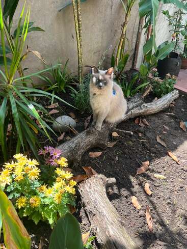 Un chat gris duveteux aux yeux bleus est assis sur une branche d'arbre dans un jardin, entouré de plantes vertes et de fleurs colorées jaunes et violettes, profitant de la lumière du soleil.