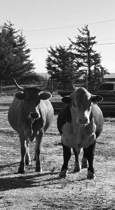 Two cows stand side by side in a fenced outdoor area. Trees and a vehicle are in the background. The photo is black and white.