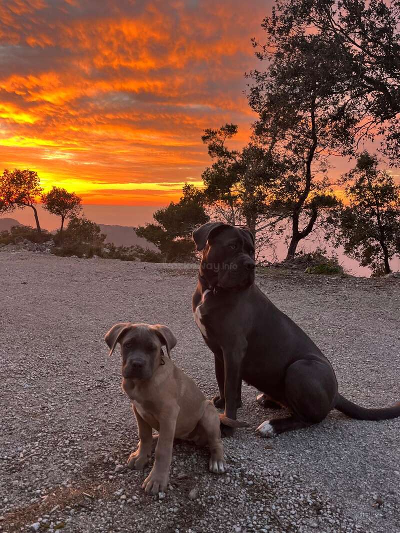 Dos perros, un cachorro de color marrón claro y un perro negro más grande, están sentados en un camino de grava. Están rodeados de árboles bajo una preciosa puesta de sol anaranjada.