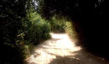 La imagen representa un paisaje sereno con un camino serpenteante, flanqueado por árboles y arbustos, que conduce a una masa de agua, evocando una sensación de tranquilidad y belleza natural.
