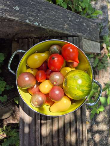 Ein Metalltopf, gefüllt mit bunten, frisch geernteten alten Tomatensorten und einer grün gestreiften Melone, steht auf rustikalen Holzbrettern, umgeben von Grünpflanzen im Sonnenlicht.