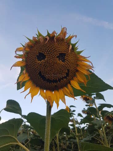 Eine Sonnenblume steht stolz auf einem Feld, ihre Mitte bildet ein verspieltes, lächelndes Gesicht. Leuchtend gelbe Blütenblätter umrahmen den fröhlichen Ausdruck unter blauem Himmel.