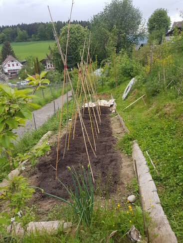Ein kleines Beet mit aufgebrochener Erde und Bambusstangen, die als Rankhilfe für Kletterpflanzen dienen. Umgeben von Grün, Bäumen und Landhäusern im Hintergrund.