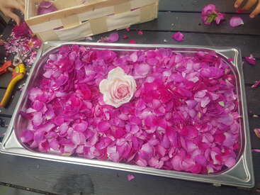 Ein Metalltablett, gefüllt mit leuchtend rosa Rosenblättern, in dessen Mitte eine einzelne weiße Rose steht. Um sie herum liegen Werkzeuge, ein Korb und verstreute Blütenblätter.