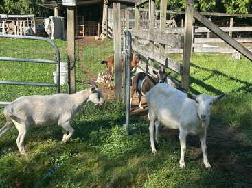 Two white goats stand near a metal gate, while three brown goats are inside a fenced area. The scene is sunny, with green grass and wooden structures.