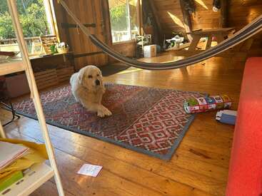 A golden retriever lies on a patterned rug in a cozy, sunlit wooden room. A hammock hangs above, with toys and benches scattered around.