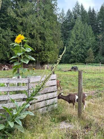 A bright sunflower and tall green plant grow beside a wooden fence. A brown and white goat grazes nearby, surrounded by lush green trees and grass.