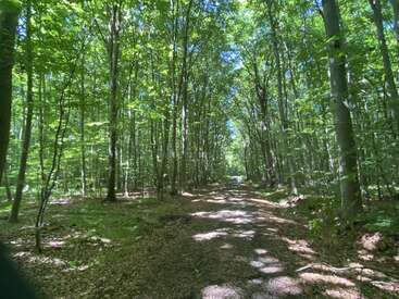 Un sentier forestier éclairé par le soleil s'étend vers l'avant, entouré de grands arbres verts. Les rayons du soleil filtrent à travers les feuilles, créant des zones d'ombre et de lumière sur le sol.