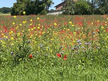 Une prairie vibrante de fleurs sauvages jaunes, rouges et violettes s'épanouit sous le soleil. De l'herbe verte luxuriante et des arbres lointains entourent une ferme à l'arrière-plan.