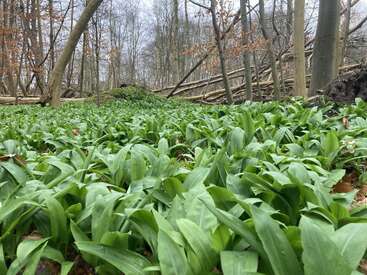 Un tapis dense d'ail des bois pousse sur le sol de la forêt, entouré de grands arbres dépourvus de feuilles et de troncs tombés au sol, créant un sous-bois verdoyant.