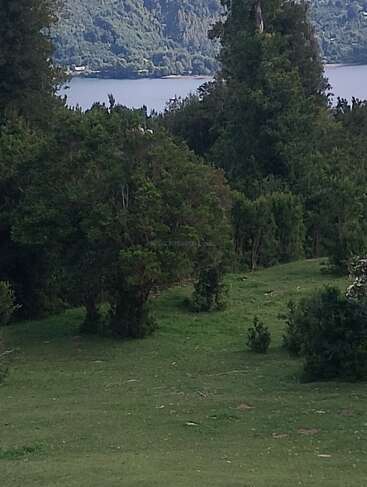 Ein üppig grüner, mit Bäumen bewachsener Hang blickt auf einen ruhigen See. Dichter Wald und ferne Berge schaffen eine friedliche, natürliche Landschaft, die zum Entspannen und zur Ruhe einlädt.