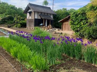 This image shows a traditional Japanese house and a wooden shed surrounded by lush greenery and rows of blooming purple irises under a clear blue sky.