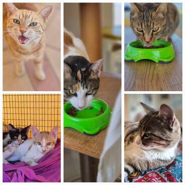 This collage features several adorable cats: some eating from green bowls, others lounging or huddling together, and one ginger cat looking up while meowing playfully.