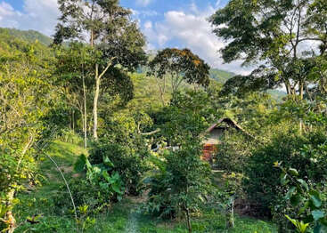 The image depicts a serene forest scene with a small house nestled among lush trees and greenery, set against a backdrop of rolling hills and a blue sky.