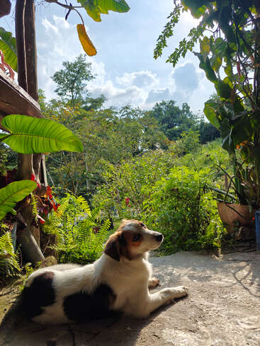 Ein entspannter Hund chillt auf einer sonnigen Steinterrasse, umgeben von leuchtend grünen Pflanzen und Bäumen, unter einem strahlend blauen Himmel mit vereinzelten Wolken.