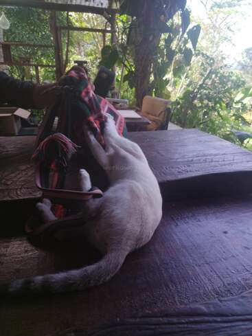 A playful cat lies on a rustic wooden table, enthusiastically interacting with a colorful woven bag while surrounded by lush green outdoor plants and sunlight.