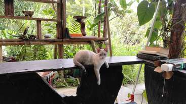 A light gray cat lounges on a rustic black wooden table surrounded by lush greenery, potted plants, books, and garden items in a natural outdoor setting.