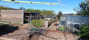 Esta imagem mostra um jardim no quintal com uma estufa, um galpão de madeira, pequenas árvores, caminhos com cobertura vegetal, protetores de plantas de arame e um varal rotativo sob um céu claro.