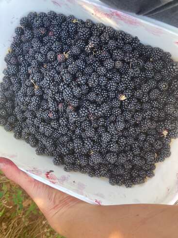 Eine Hand hält einen weißen Behälter, der mit frisch gepflückten Brombeeren gefüllt ist. Die Beeren sind dunkel, saftig und reichlich vorhanden, bereit zum Verzehr oder für köstliche Desserts.