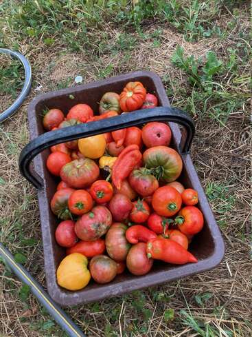 Eine braune Wanne, gefüllt mit frisch gepflückten Tomaten und ein paar Paprika in verschiedenen Formen und Farben, die draußen auf Gras und Gartenerde ruhen.