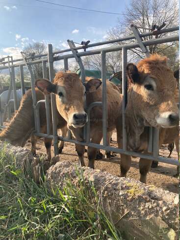 Drei hellbraune Kühe stehen hinter einem Metallzaun und schauen neugierig. Davor wächst grünes Gras, während im Hintergrund Bäume und ein blauer Himmel zu sehen sind.